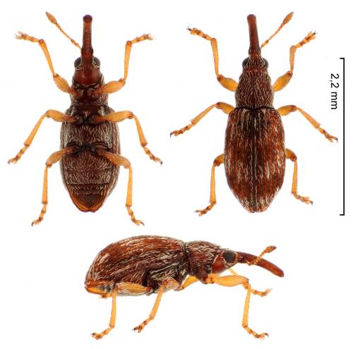 Taeniapion urticarium